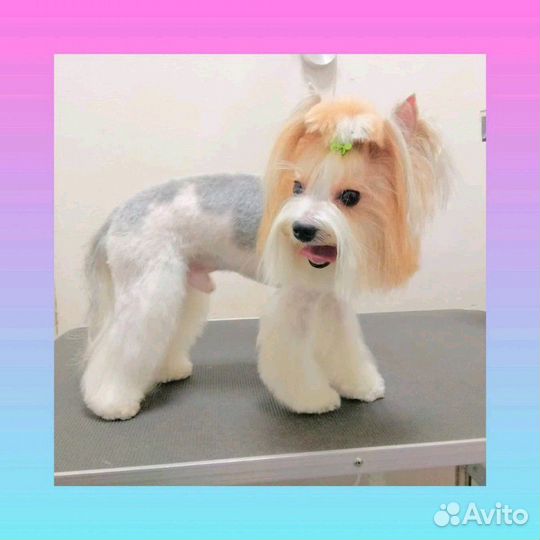 Стрижка кошек и собак в Алтуфьево