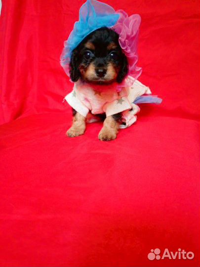 Кавапу девочка f1 mini