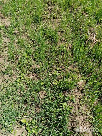 Аналог Селитры, кас, карбамид Плантоголдс