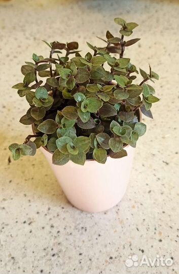 Комнатные домашние растения