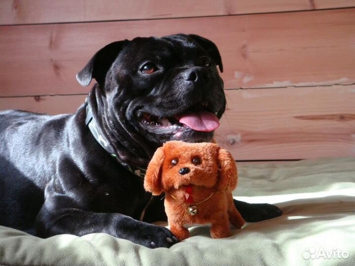 Дрессировка собак