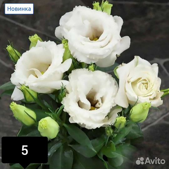 Эустома, семена от садовника