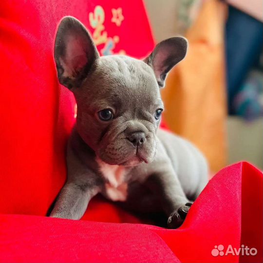 Французский бульдог голубой, лиловый щенки