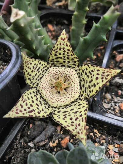 Суккуленты 6