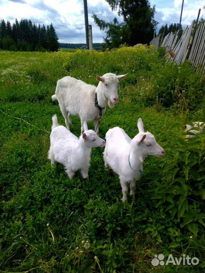 Зааненские козочки