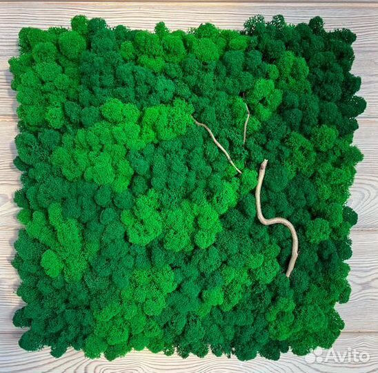 Панели из стабилизированного мха