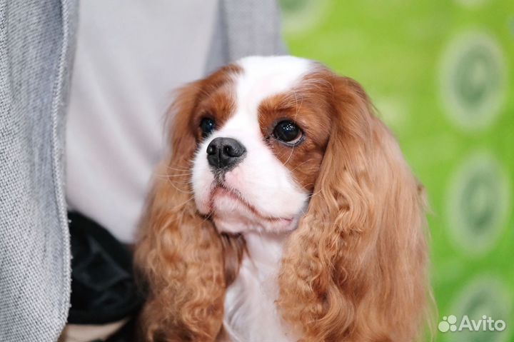 Вязка Кавалер Кинг Чарльз Спаниель
