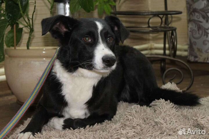 Собака в добрые руки