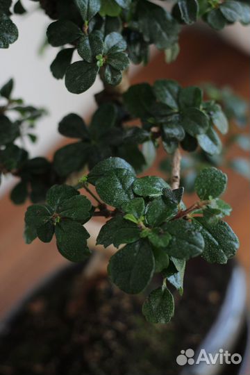 Растение Бонсай Кармона 18 лет