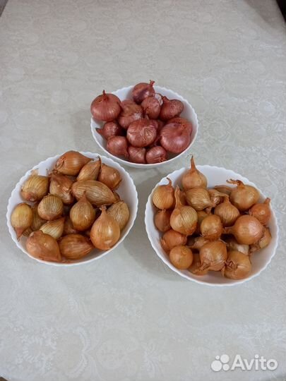 Лук репчатый, семейный