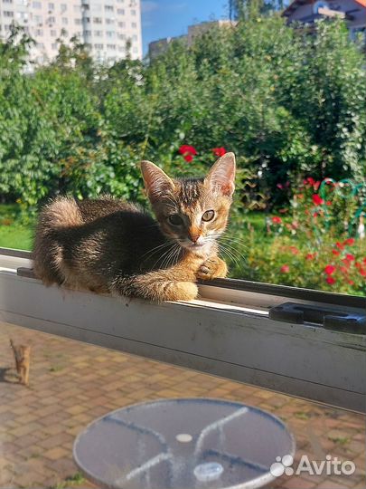 Абиссинские котята