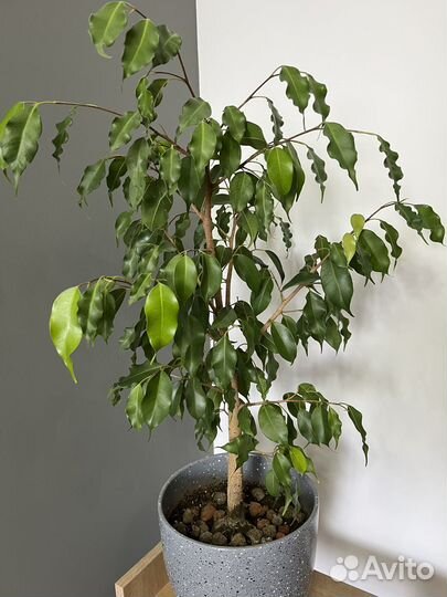 Комнатные цветы