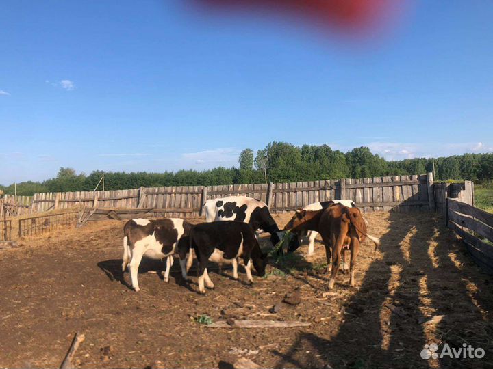 Коровы и телки