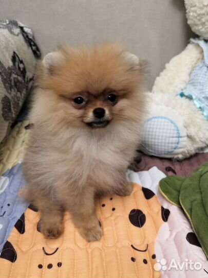 Померанский шпиц мини щенок