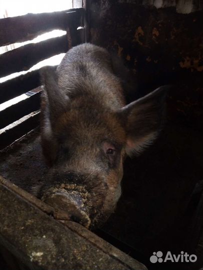 Хряк на племя