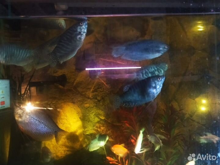 Аквариумные рыбки гурами