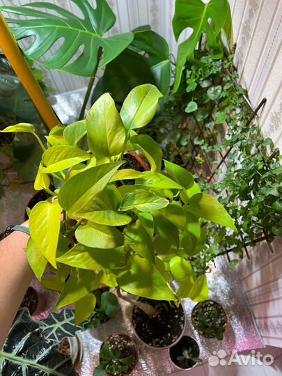 Эпипремнум Неон