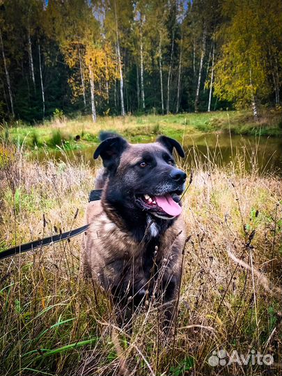 Багдад ищет семью