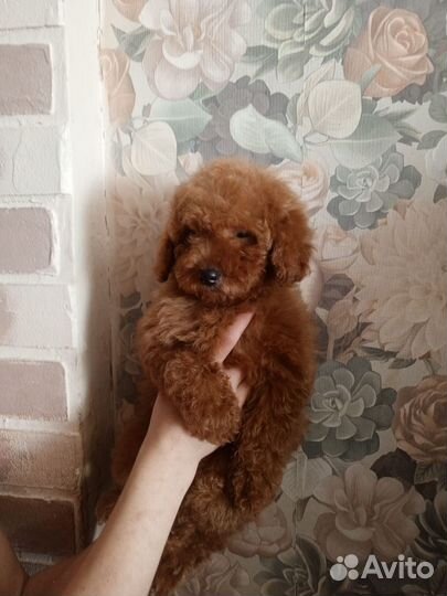 Тойчики девочки