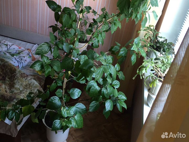 Комнатное дерево Шефлера