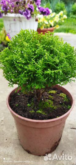 Туя западная 