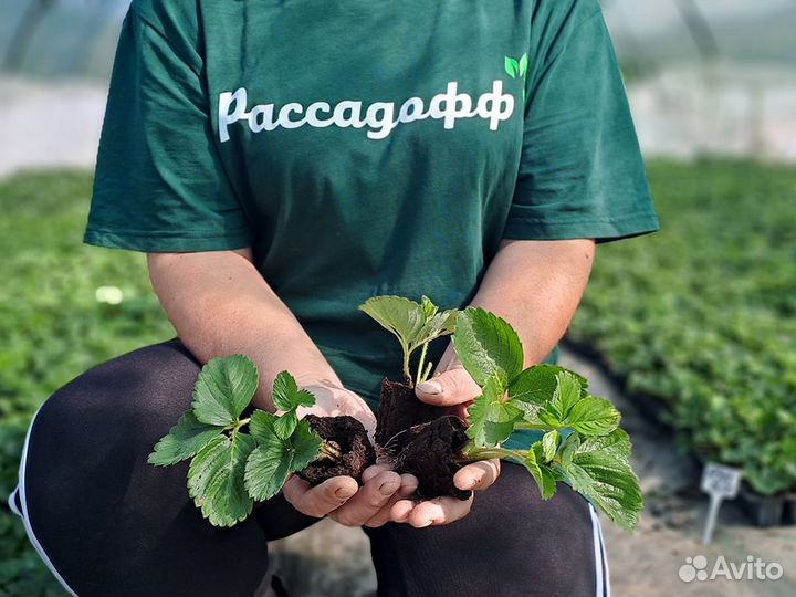 Рассада клубники. Крупная ягода