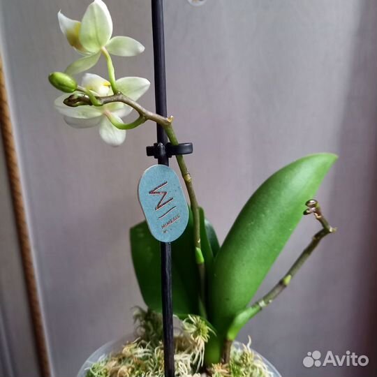 Орхидея фаленопсис мини(бронь)