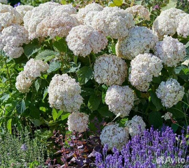 Саженцы декоративных культур