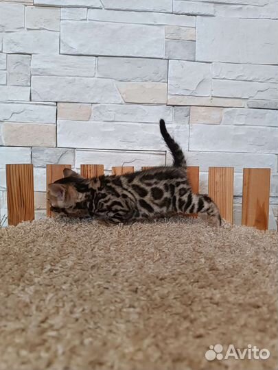 Бенгальские котята