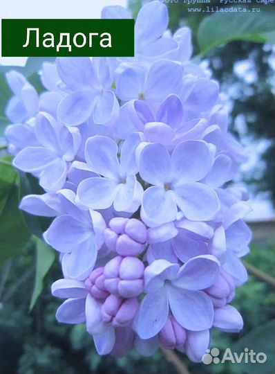 Сирень голубая Ладога