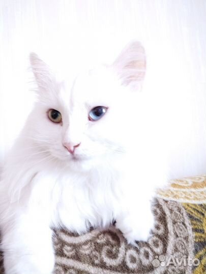 Турецкая ангора