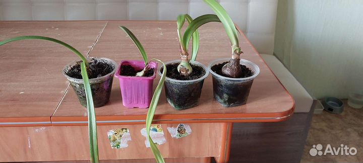 Гиппеаструм