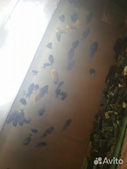 Аквариум с рыбками