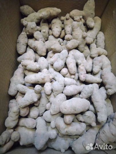 Картофель дикий Аня клубни на посадку