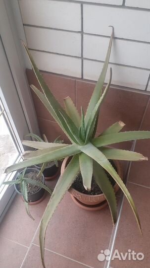 Цветок алоэ