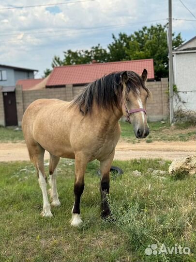 Кобыла Кросс-тинкер