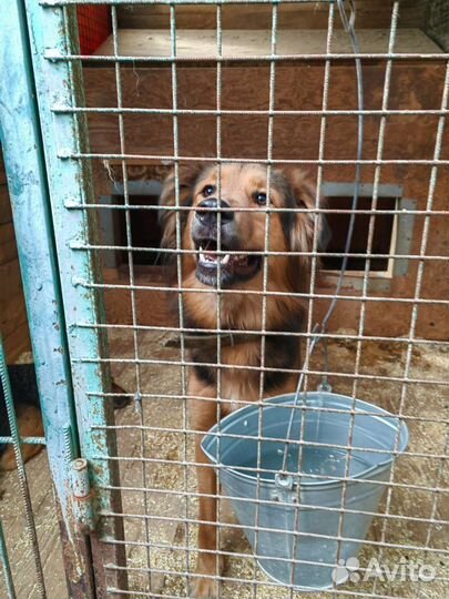 Спасите собаку из приюта, тяжело жить в клетке