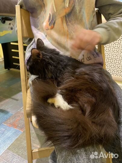 Отдам кота в добрые руки