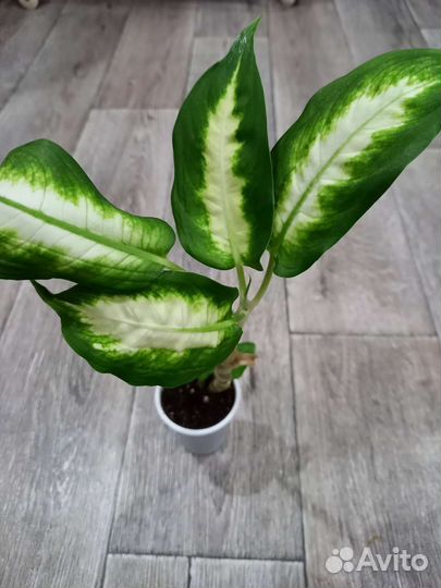 Диффенбахия