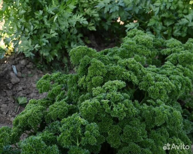 Семена Петрушки 