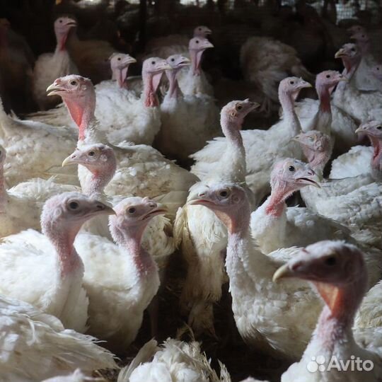Индюшата бройлерные Биг 6/Канадские