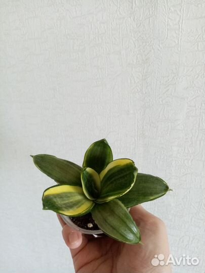 Сансевиерия ханни