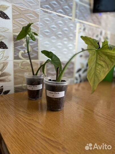 Сингониум Neon Pink детки