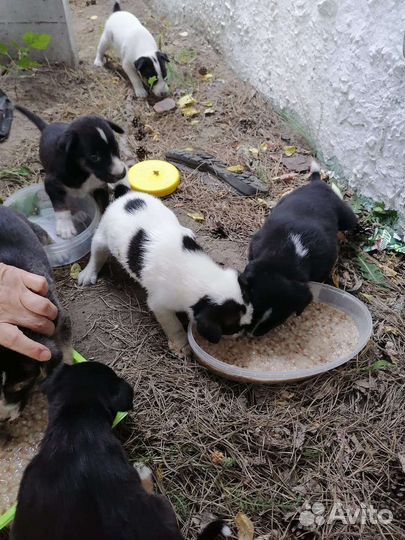 Милые щенки малыши ищут свой дом