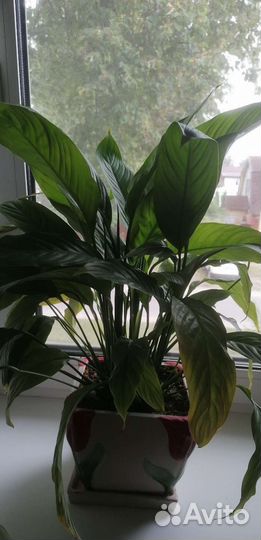 Спатифиллум