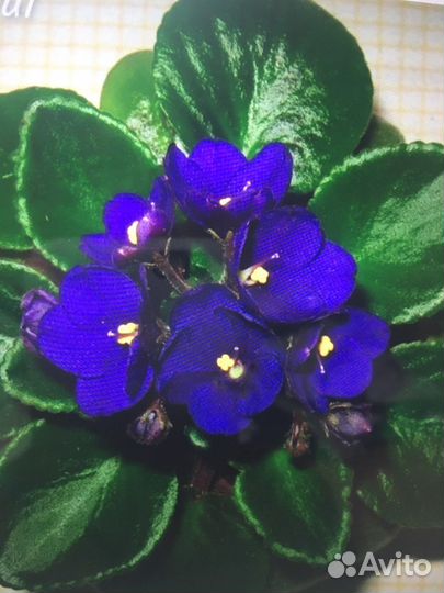 Продаю детки фиалок или меняю на другие сорта