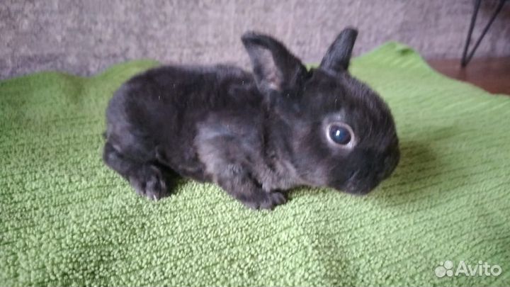 Карликовый рекс плюш