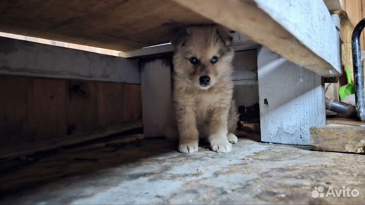 Собака бесплатно в добрые руки щенок