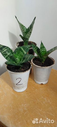 Сансевиерия саженцы