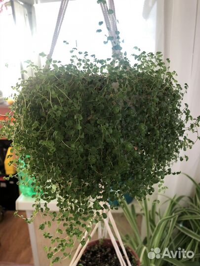 Солейролия